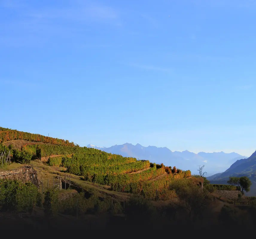 Vigna del Torrette